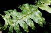 image of Nephrolepis exaltata
