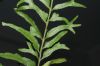 image of Nephrolepis exaltata