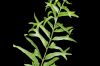 image of Nephrolepis exaltata