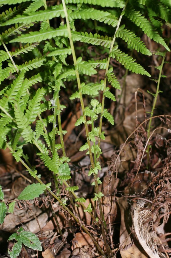 Thelypteridaceae Amauropelta beddomei