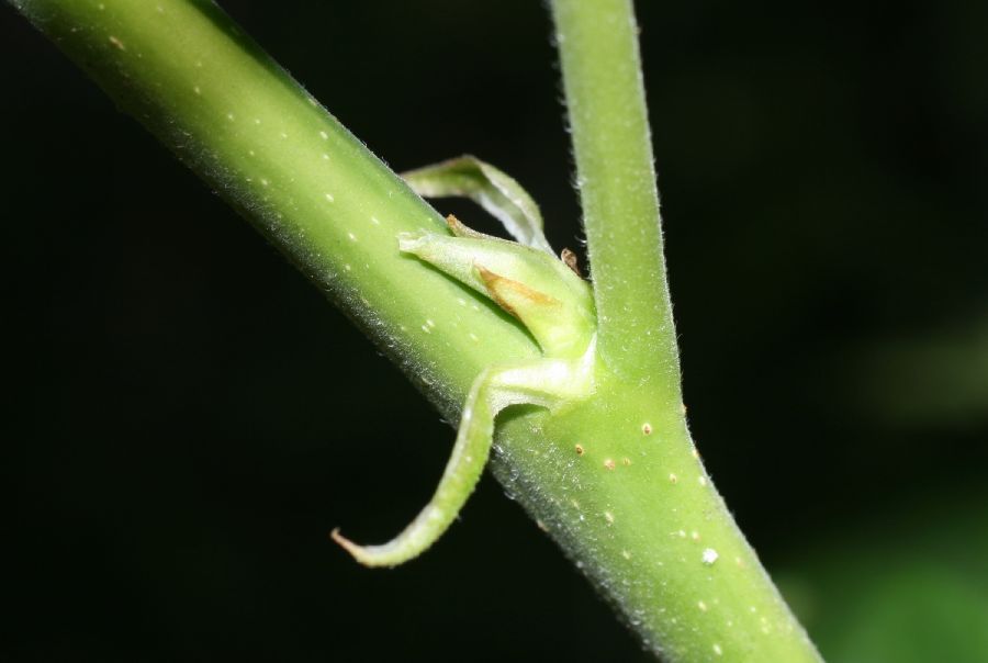 Moraceae Morus alba