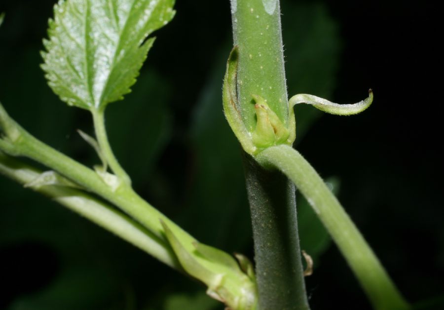 Moraceae Morus alba