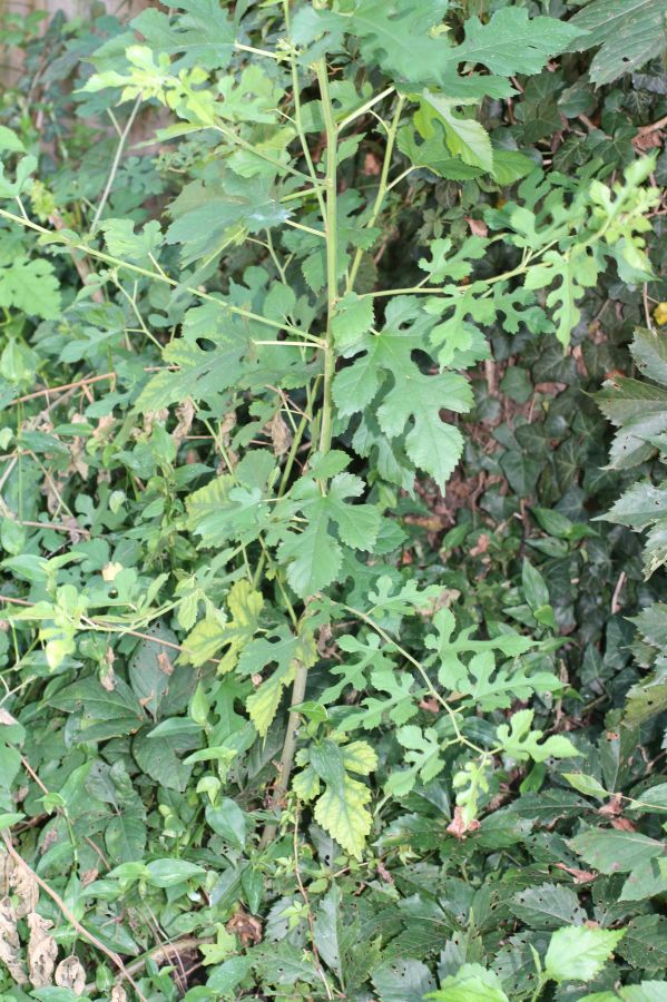 Moraceae Morus alba