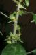 image of Acalypha virginica