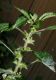 image of Acalypha virginica
