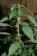 image of Acalypha virginica