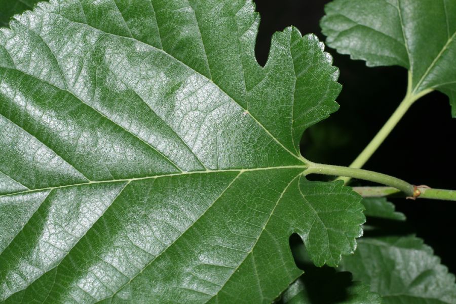 Moraceae Morus alba