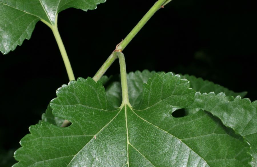Moraceae Morus alba