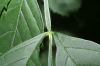 image of Campsis radicans