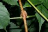 image of Campsis radicans