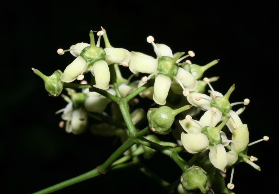 Celastraceae Euonymus fortunei