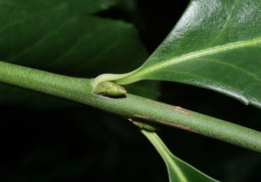 Celastraceae Euonymus fortunei