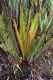 image of Lomariocycas aurata