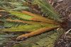 image of Lomariocycas aurata