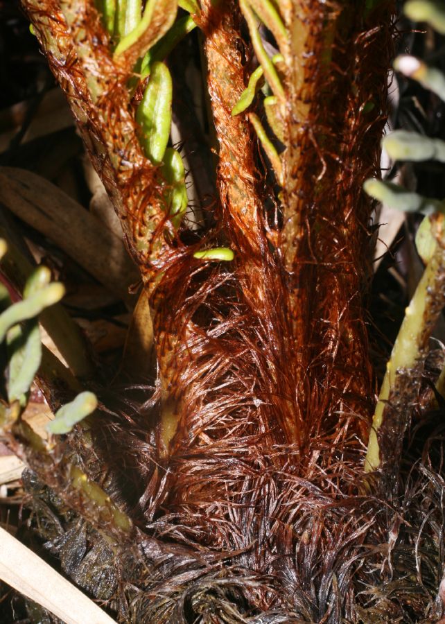 Blechnaceae Lomariocycas aurata