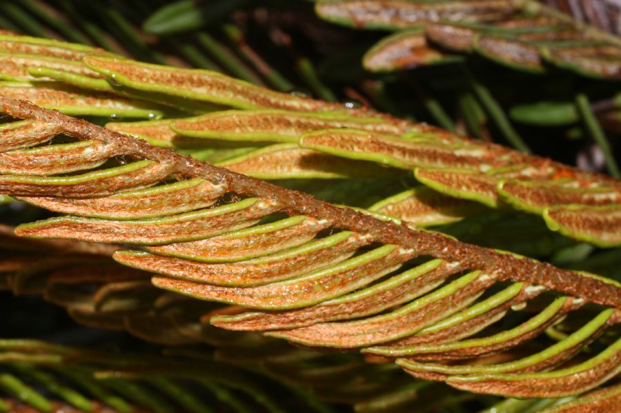 Blechnaceae Lomariocycas aurata