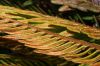 image of Lomariocycas aurata
