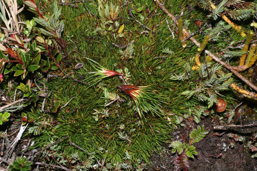 Cyperaceae Carex 