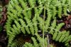 image of Dryopteris nubigena