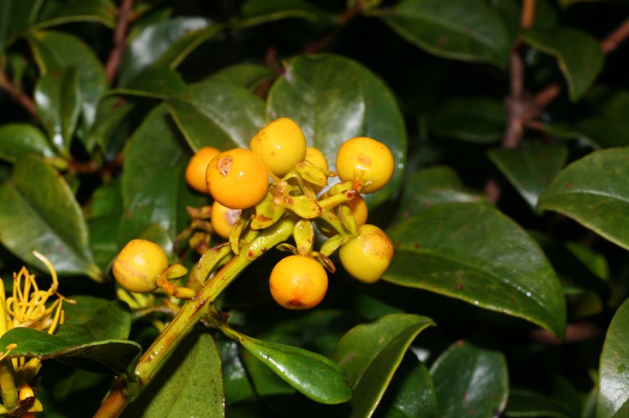 Loranthaceae Gaiadendron punctatum
