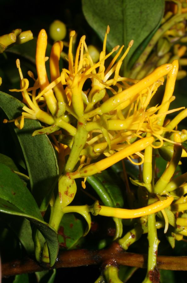 Loranthaceae Gaiadendron punctatum