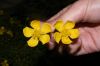image of Hypericum irazuense