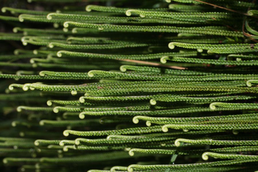 Pteridaceae Jamesonia scammanae