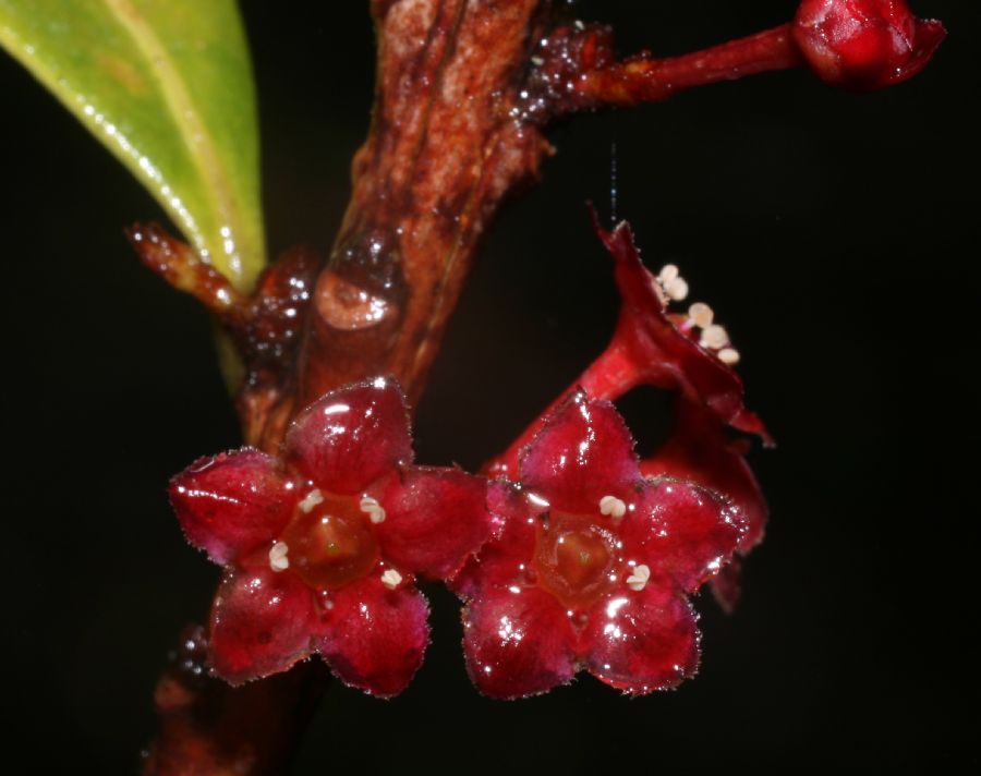 Celastraceae Maytenus woodsonianus