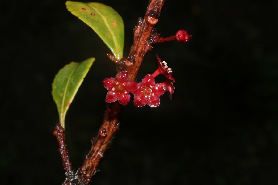 Celastraceae Maytenus woodsonianus