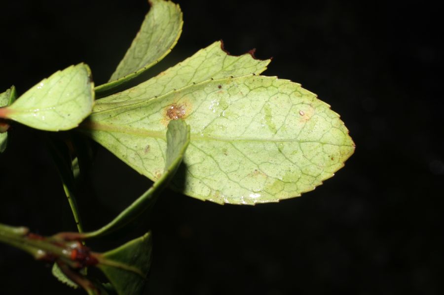 Celastraceae Maytenus woodsonianus