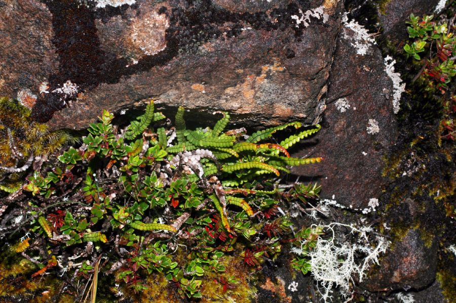 Grammitidaceae Melpomene moniliformis