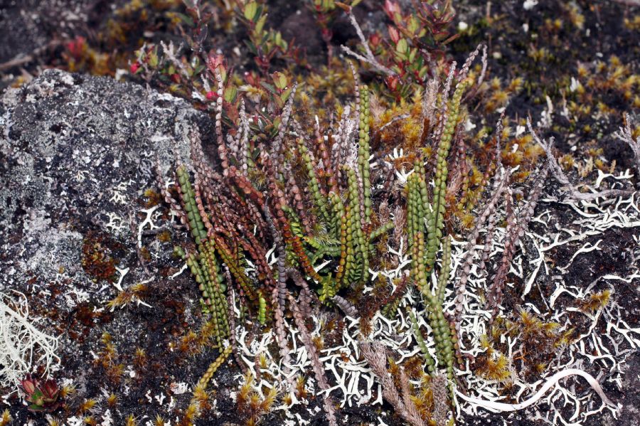 Grammitidaceae Melpomene moniliformis