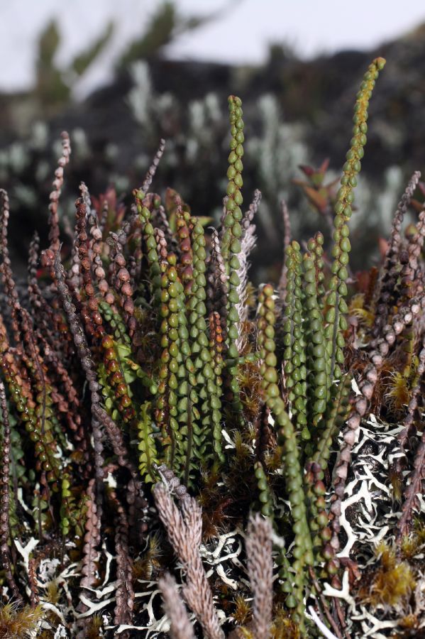 Grammitidaceae Melpomene moniliformis