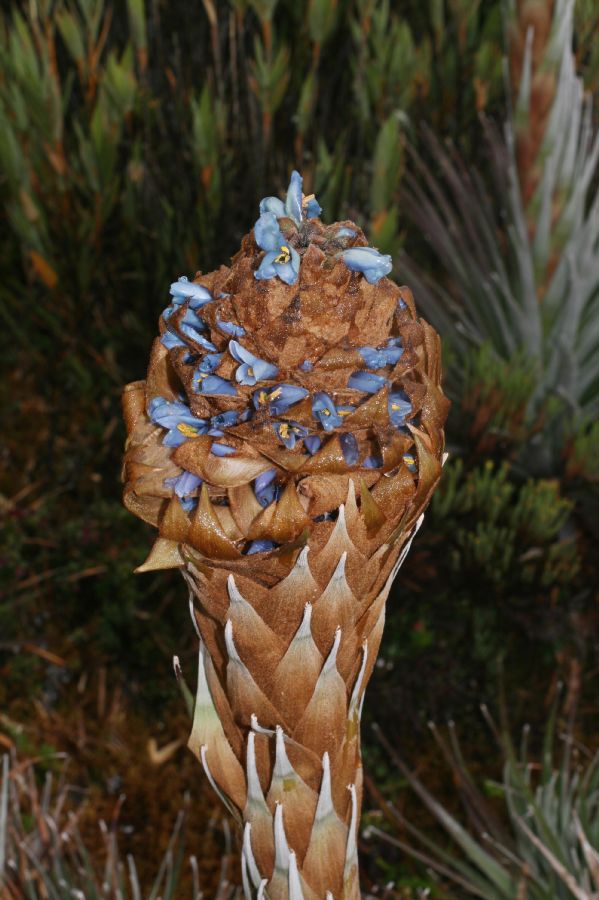 Bromeliaceae Puya dasylirioides