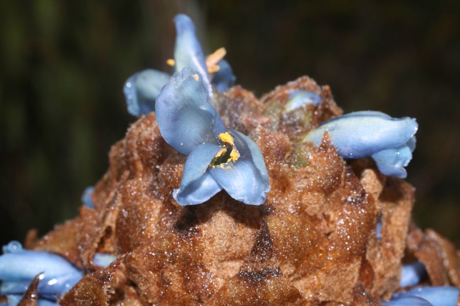 Bromeliaceae Puya dasylirioides