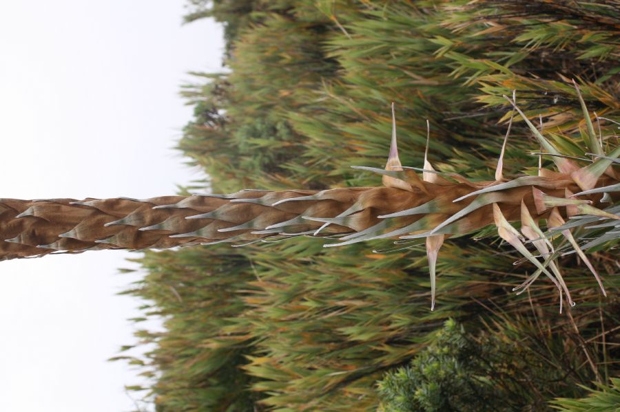 Bromeliaceae Puya dasylirioides