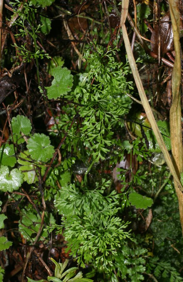 Pteridaceae Anogramma leptophylla