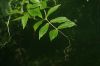 image of Cobaea aschersoniana