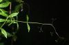 image of Cobaea aschersoniana