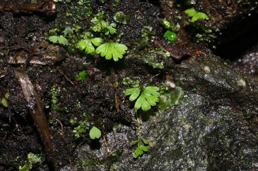 Cystopteridaceae Cystopteris fragilis