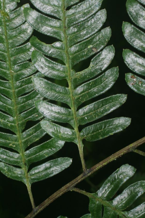 Pteridaceae Pteris muricata