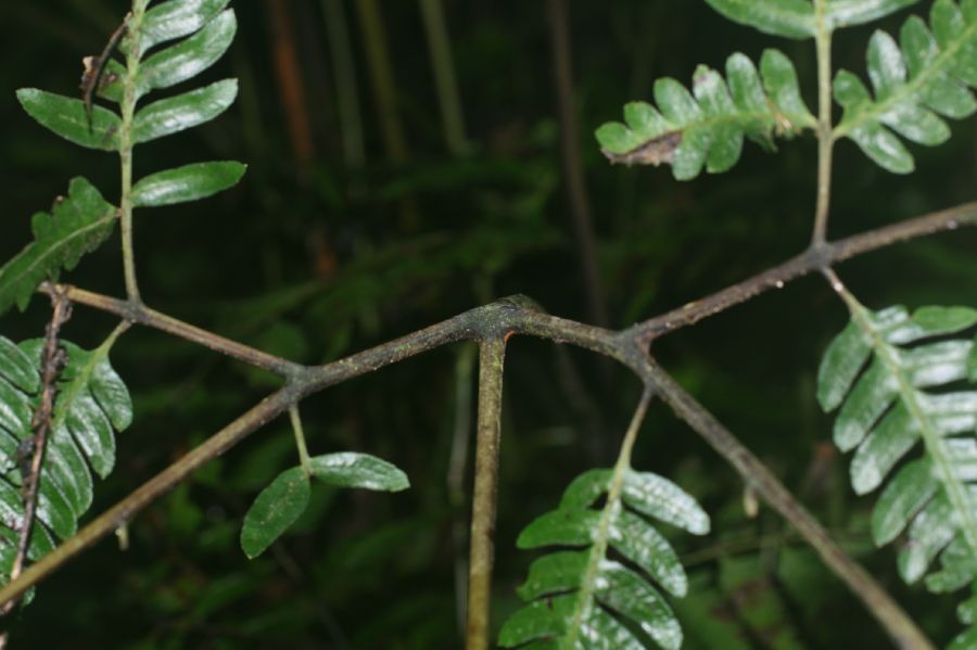 Pteridaceae Pteris muricata