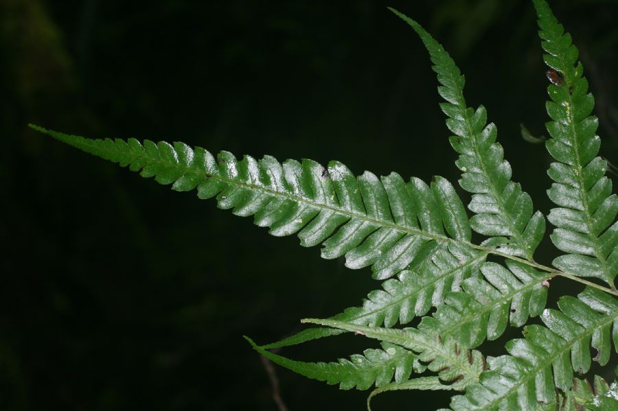 Pteridaceae Pteris muricata
