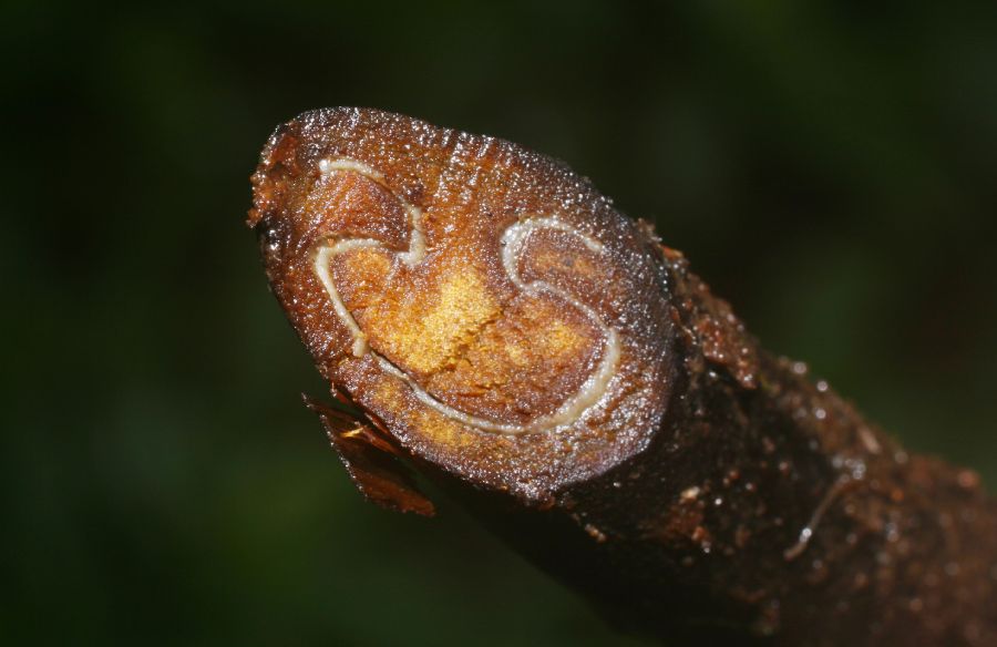Pteridaceae Pteris muricata