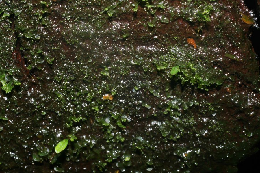 Pteridaceae Vittaria graminifolia