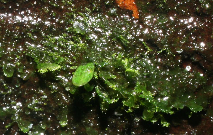 Pteridaceae Vittaria graminifolia