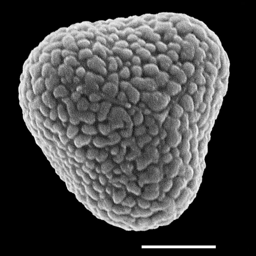 Dennstaedtiaceae Dennstaedtia obtusifolia