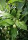 image of Calycanthus floridus