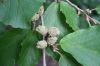 image of Hamamelis virginiana