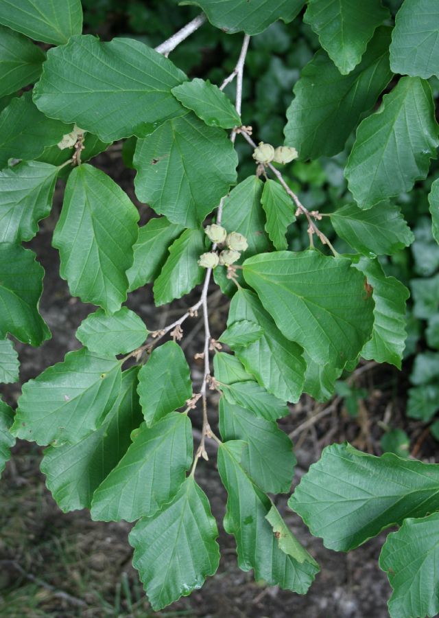 Hamamelidaceae Hamamelis virginiana